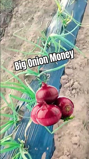 Profitable Onion Farming Guide ✅
