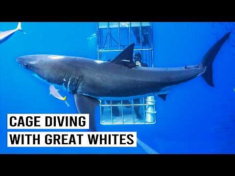 Diving With Great White Sharks in Guadalupe