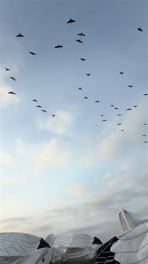 Goose Hunting Tips for California Waterfowl Enthusiasts