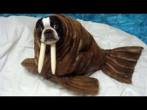 Dogs & puppies make us laugh no matter what! - Funny dog compilation