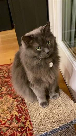 Ragdoll Cats: The Fluffy Grey Companions