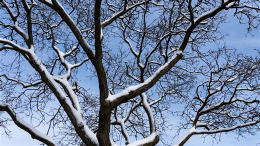 Can severe cold cause exploding trees? Kind of. They're frost cracks