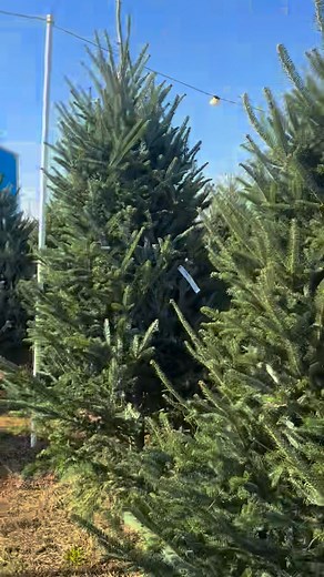 1.7K views · 27 reactions | What a beautiful day at Coastal Christmas...