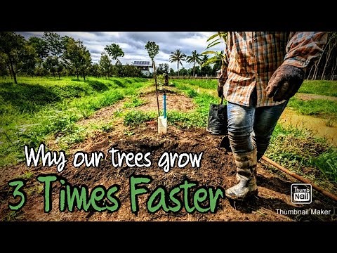 How to plant a fruit tree so that it grows 3 times faster