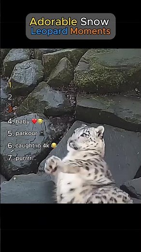 Snow Leopards Being Cute & Funny ❄️😂 | Try Not To Laugh