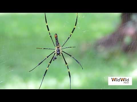 Exploring the World of Beautiful Spiders on Webs