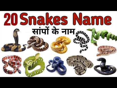 #cobra #python 20 Types Of Snakes Name With Examples for Kids | Kids Learn Snakes Name Engl. & Hindi