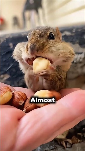 You’ve Never Seen a Chipmunk Like This🤯. #animals #chipmunk #chipmunks #squirrel #cute #pets