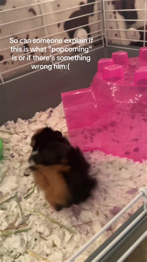 Understanding Popcorning Behavior in Guinea Pigs