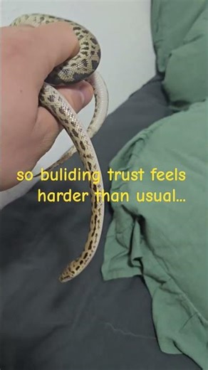 learning eachother 🤗💛 #capeyork #australia #spotted #python