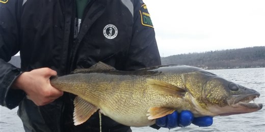 Fisheries crews prepare for walleye spawning