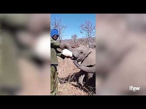 Lost elephant calf finds his way to a new herd
