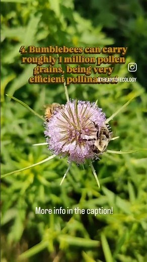 Native Bumble Bee Fun Facts