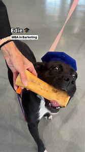 IT'S GRADUATION SEASON!! 🎓🐶 Our pups have passed all their courses and are ready to graduate from the shelter and into forever homes! These star students are ready to trade their caps for collars and start their new careers as your best friend. We're open tomorrow from 10am-4pm, come adopt! | Nate's Honor Animal Rescue Center