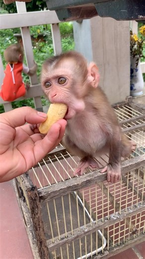The mother gave the monkey a banana to eat.🍌🍌🍌