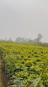 43K views · 461 reactions | Redmachera plants (china doll) available in wholesale #gardening #bagwaninursery India’s largest wholesale plant supplier | Baghwani Nursery & Landscaping | Facebook