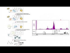 ChIPseq : immunoprécipitation de la chromatine (exemple avec H3K27ac)