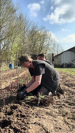 Today we planted the grafted trees all day! 🌱 #permaculture #nursery #agroforestry