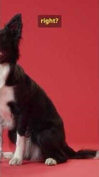 What colors can dogs see? This Will #Surprise You! 🐶 #colors #dog #facts #toys #fyp #short #play