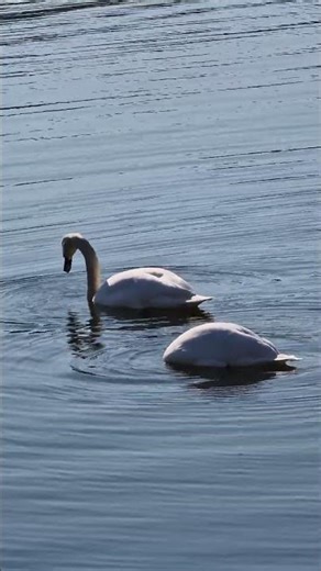 Beautiful Swans
