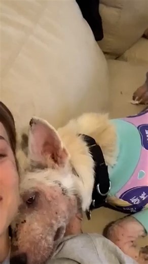 9.7K views · 550 reactions | Dog recovery stories that might put a tear in your eye  #fblifestyle | Animal Lovers | Facebook