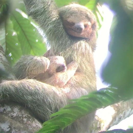 Ever seen a sloth family chilling in the wild? 🦥🌳