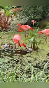 172K views · 3.9K reactions | Flamingos Get Their Color from This Food! #flamingo #factsyoudidntknow #animalfacts #wildlife #naturelovers | Moviez | Facebook