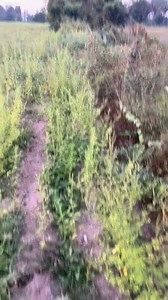 🐀🐀🐀🐁🐁🐁 | Thuk Vong