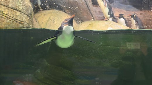 厦门老院子景区～萌宠企鹅动物园～企鹅游泳
