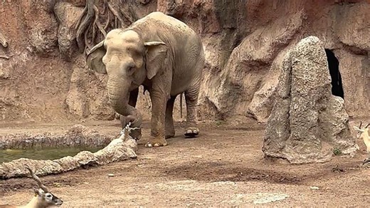 Heroic elephant rescues gazelle from drowning in Guatemala zoo