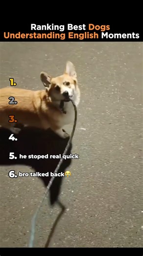 Ranking Best Dogs Understanding English Moments #shorts