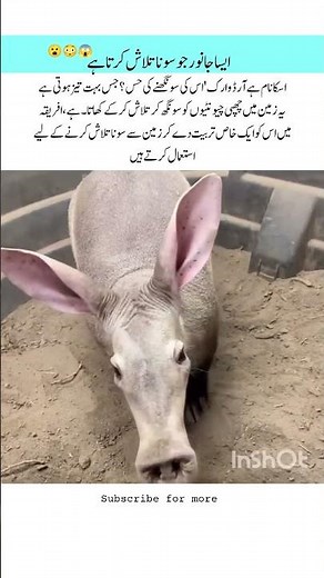 Meet The Aardvark Amazing Wild life #aardvark #naturefacts #wildlife #nature #shorts