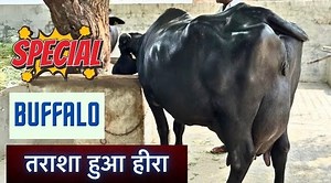 Special Buffalo 🐃 - Advocate साहब का शानदार तराशा हुआ नगीना - 5 Star Murrah Buffalo #dairy #farming #buffalodairy #buffalo #animals #wildlife #farmingindia #wildlifeplanet #dairyfarming #milk #agriculture #dairy | Sansaniwal Dairy Farm