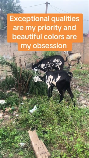 Understanding Goat Quality: Key Features to Consider