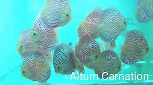 Altum Carnation | Biotopica Keeping Discus Fish