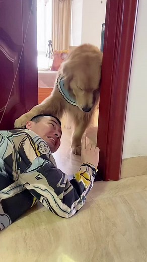 Most Beautiful Funny Dog,Cute Dogs, friendly Dog #fyp #Funny #Short #(439)