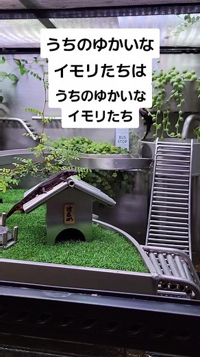 アカハライモリのかわいさと個性を楽しむ