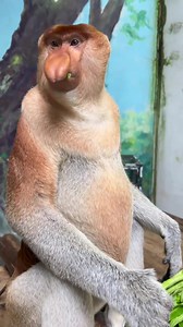 Eats really fast and is also very nimble 🤣#animals #monkey #popular #animal