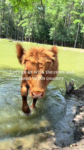 Enjoying 90s Country Music with Highland Cows