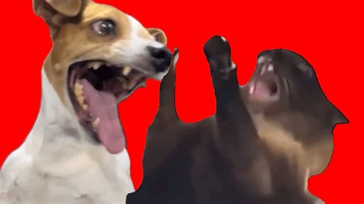 美大卒業するまでの話 絶望編2【猫ミーム】#猫meme #猫マニ #猫ミーム