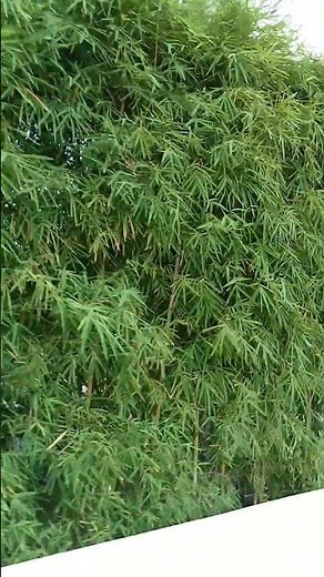 Vlog #714 The Umbrella Bamboo (Fargesia Murieale) With Long And Slender Leaves