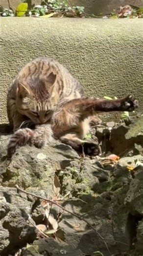 ねこ