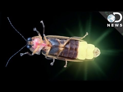What Makes Some Animals Glow?