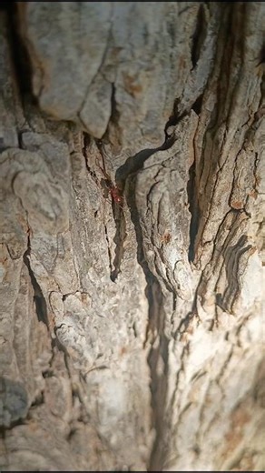 Crematogaster Antumentary #antkeeping #ants