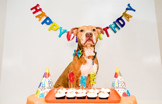 5 ways to save homeless pets