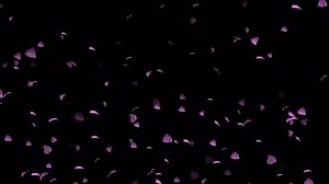 Cherry Blossom Petals Cascade Overlay - Stock Motion Graphics | Motion Array