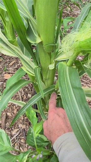 A Corn Stalk With 6 Ears Of Corn, And It Is Variegated