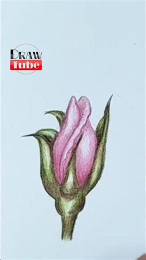 Realistic Rose drawing tutorial with colored pencils