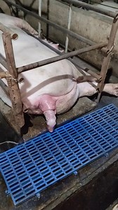 1.5M views · 3.4K reactions | Hograisers life  #reelsfacebook #trendingreels #fbreelsfyp #reelsviral #viralvideo | Madel Pableo Canete | Facebook