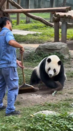 He Cleaned It… Panda Said TRY AGAIN 😭🐼